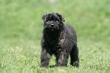BOUVIER DES FLANDRES 348